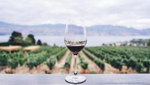 While Turkish wine producers try to increase their footprint globally, Turkish Airlines, which flies to 120 countries, is doing its part to spread the word. It serves an array of Turkish wines. (Unsplash) While Turkish wine producers try to increase their footprint globally, Turkish Airlines, which flies to 120 countries, is doing its part to spread the word. It serves an array of Turkish wines. (Unsplash)