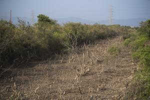 The state environment department first began the mapping exercise in the Konkan belt as it has maximum wetlands in the state.(HT file photo) The state environment department first began the mapping exercise in the Konkan belt as it has maximum wetlands in the state.(HT file photo)