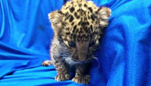 The discovery of the leopard cub in cabin baggage has stunned customs officers who are more used to attempts by passengers from Thailand to smuggle in gold and, occasionally, star tortoises.(ANI photo) The discovery of the leopard cub in cabin baggage has stunned customs officers who are more used to attempts by passengers from Thailand to smuggle in gold and, occasionally, star tortoises.(ANI photo)