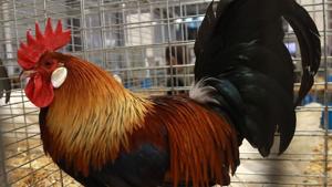 The police on Saturday summoned a rooster along with its owner after the cock pecked at a girl’s cheek causing bleeding. (Representative Image)(AFP) The police on Saturday summoned a rooster along with its owner after the cock pecked at a girl’s cheek causing bleeding. (Representative Image)(AFP)