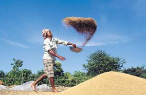 As many 1.33 lakh holdings are semi medium (2-4 hectare), 3.98 lakh medium (4 to 10 hectares) and 25,300 are large holdings, that is, 10 hectares and above.(Representative image) As many 1.33 lakh holdings are semi medium (2-4 hectare), 3.98 lakh medium (4 to 10 hectares) and 25,300 are large holdings, that is, 10 hectares and above.(Representative image)