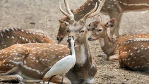 Two days after an elephant was knocked down by a goods train, three spotted deers were killed after another goods train ran over them in coastal Jagatsinghpur district in Odisha on Sunday night.(PTI FILE PHOTO) Two days after an elephant was knocked down by a goods train, three spotted deers were killed after another goods train ran over them in coastal Jagatsinghpur district in Odisha on Sunday night.(PTI FILE PHOTO)