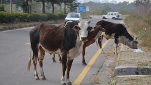According to police, cattle left on the road by dairy farmers, create jams and pose a threat of accidents.(HT File / Photo used for representational purpose) According to police, cattle left on the road by dairy farmers, create jams and pose a threat of accidents.(HT File / Photo used for representational purpose)