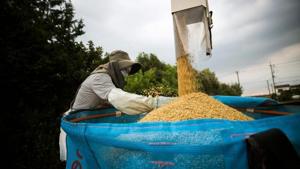 The BJP-led government in Assam announced on Wednesday it will provide a kilo of rice for Re 1 to lakhs of families living below poverty line.(AFP) The BJP-led government in Assam announced on Wednesday it will provide a kilo of rice for Re 1 to lakhs of families living below poverty line.(AFP)