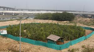 The urban forest, which was earlier a marshland full of sewage, is located near the Sun-Dial Park n south Delhi. It is part of an initiative to clean the Barapullah drain.(Mohd Zakir/HT Photo) The urban forest, which was earlier a marshland full of sewage, is located near the Sun-Dial Park n south Delhi. It is part of an initiative to clean the Barapullah drain.(Mohd Zakir/HT Photo)