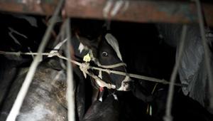Police said the accused, both in their 20s, have previous cases of illegal cattle transportation registered against them.(AFP/Picture for representation) Police said the accused, both in their 20s, have previous cases of illegal cattle transportation registered against them.(AFP/Picture for representation)