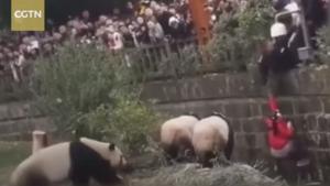 The little girl fell into the enclosure while she was sitting on the fence.(CGTN/Facebook) The little girl fell into the enclosure while she was sitting on the fence.(CGTN/Facebook)