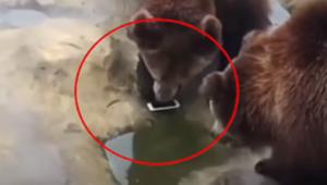 The incident took place at Yancheng Wildlife Park in China’s Jiangsu Province.(CGTN/Facebook) The incident took place at Yancheng Wildlife Park in China’s Jiangsu Province.(CGTN/Facebook)