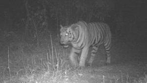 Image captured by night vision camera of a lone tiger's movement in forest of Mahisagar district in Gujarat.(HT Photo) Image captured by night vision camera of a lone tiger's movement in forest of Mahisagar district in Gujarat.(HT Photo)