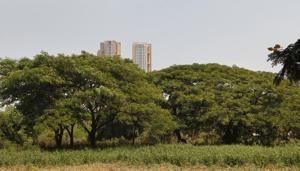 In 2017 alone, India broke its own world record for the most trees planted after volunteers gathered to plant 66 million saplings in just 12 hours.(Vidya Subramanian/ Hindustan Times) In 2017 alone, India broke its own world record for the most trees planted after volunteers gathered to plant 66 million saplings in just 12 hours.(Vidya Subramanian/ Hindustan Times)