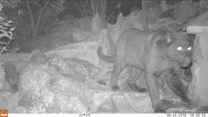 Black leopard is seen in Lorok, Laikipia County, Kenya, August 20, 2018 in this still image taken from a social media video obtained February 13.(REUTERS) Black leopard is seen in Lorok, Laikipia County, Kenya, August 20, 2018 in this still image taken from a social media video obtained February 13.(REUTERS)