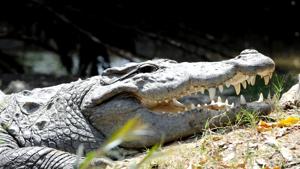 An Indonesian man has been mauled to death by a crocodile in Malaysia.Photo by Bharat Bhushan Hindustan Times (Representative Image)(HT Photo) An Indonesian man has been mauled to death by a crocodile in Malaysia.Photo by Bharat Bhushan Hindustan Times (Representative Image)(HT Photo)