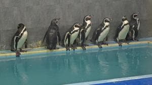 In the first phase of expansion, the BMC had brought eight Humboldt Penguins to Byculla zoo(Pratik Chorge/HT File) In the first phase of expansion, the BMC had brought eight Humboldt Penguins to Byculla zoo(Pratik Chorge/HT File)