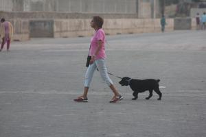 People who are residing in the city with their pet for more than three months will have to get the licence.(Praful Gangurde/HT) People who are residing in the city with their pet for more than three months will have to get the licence.(Praful Gangurde/HT)