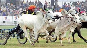 Bullock cart races were an integral part of Kila Raipur rural sports festival in Punjab till they were prohibited by the Supreme Court in 2014.(HT File)