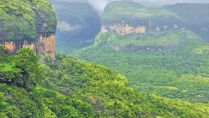 Tamhini Wildlife Sanctuary.(HT File / Representative Photo) Tamhini Wildlife Sanctuary.(HT File / Representative Photo)