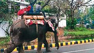 The letter states thatt the elephant Laxmi was made to walk 25 kilometres to be displayed at a wedding function in Gurugram.(Photo:Sourced) The letter states thatt the elephant Laxmi was made to walk 25 kilometres to be displayed at a wedding function in Gurugram.(Photo:Sourced)