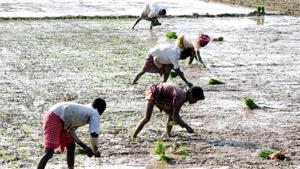 States are grappling with hurdles in meeting deadlines and norms set for PM-KISAN, the Narendra Modi government’s cash-transfer scheme scheduled to be implemented by April.(ANI) States are grappling with hurdles in meeting deadlines and norms set for PM-KISAN, the Narendra Modi government’s cash-transfer scheme scheduled to be implemented by April.(ANI)