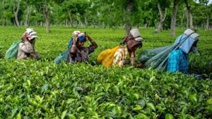 The deaths, which include 15 women and 17 men, come less than a fortnight after around 100 people died of poisoning from country-made liquor in Uttar Pradesh and Uttarakhand.(Bloomberg) The deaths, which include 15 women and 17 men, come less than a fortnight after around 100 people died of poisoning from country-made liquor in Uttar Pradesh and Uttarakhand.(Bloomberg)