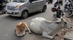 The Madhya Pradesh government will need about 6,000 acres of land to accommodate one lakh cows and its progeny as proposed by chief minister Kamal Nath, state government officials said.(AP) The Madhya Pradesh government will need about 6,000 acres of land to accommodate one lakh cows and its progeny as proposed by chief minister Kamal Nath, state government officials said.(AP)
