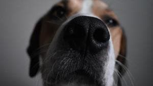 The study revealed that, like humans, dogs’ personalities are likely to change overtime.(Unsplash) The study revealed that, like humans, dogs’ personalities are likely to change overtime.(Unsplash)
