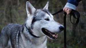 Humans domesticated foxes, along with dogs, between the third and second millennium BC.(Unsplash) Humans domesticated foxes, along with dogs, between the third and second millennium BC.(Unsplash)