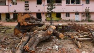 Data available with the forest department shows that at least 1.12 lakh trees were felled between 2005 and February 2018 in Delhi — an average of 24 every day.(Picture for representation) Data available with the forest department shows that at least 1.12 lakh trees were felled between 2005 and February 2018 in Delhi — an average of 24 every day.(Picture for representation)