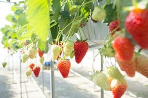 Too many Indian strawberry farmers use high yield varieties that sacrifice taste for quantity(Getty Images) Too many Indian strawberry farmers use high yield varieties that sacrifice taste for quantity(Getty Images)