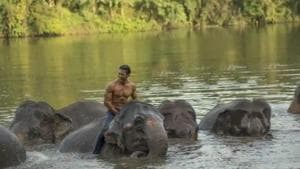 Vidyut Jammwal is seen bonding with elephants in the Junglee teaser.
