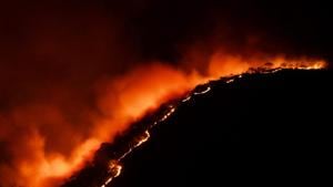 On February 21, a major fire broke out in the Bandipur Tiger Reserve in Karnataka, which is home to not just tigers but also elephants, spotted deer, bisons and antelopes(PTI) On February 21, a major fire broke out in the Bandipur Tiger Reserve in Karnataka, which is home to not just tigers but also elephants, spotted deer, bisons and antelopes(PTI)