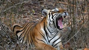 A tiger in Madhya Pradesh’s Kanha has reportedly cannabalised three other big cats in what wildlife experts describe as “rare” but not “unheard of” instance of cannibalism among the biggest of the big cats.(PTI) A tiger in Madhya Pradesh’s Kanha has reportedly cannabalised three other big cats in what wildlife experts describe as “rare” but not “unheard of” instance of cannibalism among the biggest of the big cats.(PTI)