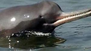 Experts feel Centre’s ambitious inland waterway plan, which will make heavy cargo ships ply through the Ganga, will have a detrimental impact on the Mammals(HT) Experts feel Centre’s ambitious inland waterway plan, which will make heavy cargo ships ply through the Ganga, will have a detrimental impact on the Mammals(HT)