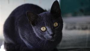 The state Food Safety and Sanitation Program received a complaint about Stormy and an environmental health officer saw the cat in the store, said Jeremy Ayers, section manager for the agency.(Reuters) The state Food Safety and Sanitation Program received a complaint about Stormy and an environmental health officer saw the cat in the store, said Jeremy Ayers, section manager for the agency.(Reuters)