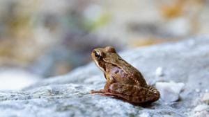 The team first travelled to the Chiriquí highlands in Panama, where the chytrid fungus, responsible for the disease chytridiomycosis, has severely affected amphibian populations.(Unsplash) The team first travelled to the Chiriquí highlands in Panama, where the chytrid fungus, responsible for the disease chytridiomycosis, has severely affected amphibian populations.(Unsplash)