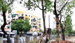 Struggling to save trees, a major victim of the city’s unending construction spree, the Delhi government last week announced a tree transplantation policy. (HT PHOTO)(HT Photo) Struggling to save trees, a major victim of the city’s unending construction spree, the Delhi government last week announced a tree transplantation policy. (HT PHOTO)(HT Photo)