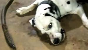 The pet Dalmatian, named Tyson, died fighting a cobra.(HT Photo) The pet Dalmatian, named Tyson, died fighting a cobra.(HT Photo)