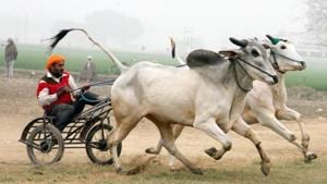 A file photo of Kila Raipur Rural Sports Festival in Ludhiana.(HT FIle) A file photo of Kila Raipur Rural Sports Festival in Ludhiana.(HT FIle)
