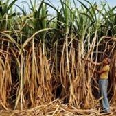 Uttarakhand boy’s body was found inside a sugarcane field in Haridwar(Reuters Photo/Representative) Uttarakhand boy’s body was found inside a sugarcane field in Haridwar(Reuters Photo/Representative)