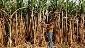 Sugarcane dues have crossed Rs 20,000 crore until February of this marketing year (October-September).(Picture for representation) Sugarcane dues have crossed Rs 20,000 crore until February of this marketing year (October-September).(Picture for representation)