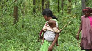An expert committee report has recommended that the Union environment ministry rework the methodology to determine forest cover by mapping areas under various monocultures plantations.(Mujeeb Faruqui/HT Photo) An expert committee report has recommended that the Union environment ministry rework the methodology to determine forest cover by mapping areas under various monocultures plantations.(Mujeeb Faruqui/HT Photo)