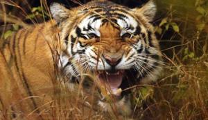 Wildlife experts say that Madhya Pradesh has the potential to have more tigers and better quality wildlife tourism. To ensure that, the forest department needs more staff, including senior officials who are interested in wildlife management.(HT File Photo) Wildlife experts say that Madhya Pradesh has the potential to have more tigers and better quality wildlife tourism. To ensure that, the forest department needs more staff, including senior officials who are interested in wildlife management.(HT File Photo)