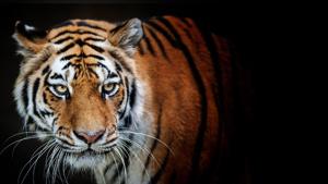 Located near the Indo-Nepal border in Pilibhit district, PTR is one of the newest tiger reserves in the country.(Representative image) Located near the Indo-Nepal border in Pilibhit district, PTR is one of the newest tiger reserves in the country.(Representative image)