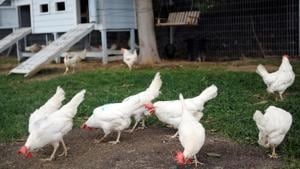 Chickens at a farming school in France are believed to have got together to and pecked a trespassing fox to death.(REUTERS) Chickens at a farming school in France are believed to have got together to and pecked a trespassing fox to death.(REUTERS)