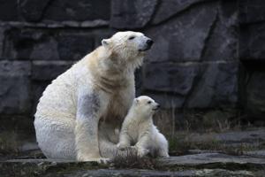 The polar bear baby with its mother Tonja inside their enclosure at the Tierpark zoo in Berlin.(AP) The polar bear baby with its mother Tonja inside their enclosure at the Tierpark zoo in Berlin.(AP)