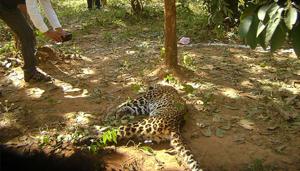 A four-year-old female leopard was found dead in the Yeoor range of Sanjay Gandhi National Park (SGNP) on Saturday morning. (Representative Image)(HT Photo) A four-year-old female leopard was found dead in the Yeoor range of Sanjay Gandhi National Park (SGNP) on Saturday morning. (Representative Image)(HT Photo)