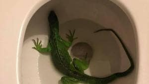 The owner had walked into the bathroom and suddenly realised there was a guest in their house.(Fort Lauderdale Fire Rescue/Facebook) The owner had walked into the bathroom and suddenly realised there was a guest in their house.(Fort Lauderdale Fire Rescue/Facebook)