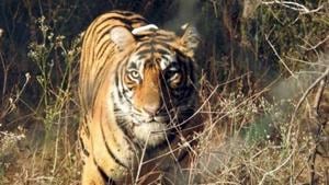 T4, which was injured by a wire snare, was first spotted on September 11, 2017, said Sunil Limaye, additional principal chief conservator of forest, Nagpur, adding that orders were issued to rescue and treat her.(HT Photo) T4, which was injured by a wire snare, was first spotted on September 11, 2017, said Sunil Limaye, additional principal chief conservator of forest, Nagpur, adding that orders were issued to rescue and treat her.(HT Photo)