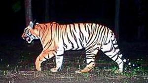 An injured adult tigress, aged between seven and eight, died on Sunday at the Tipeshwar Wildlife Sanctuary in Yavatmal district after forest officials tranquillised it in an attempt to rescue her. An injured adult tigress, aged between seven and eight, died on Sunday at the Tipeshwar Wildlife Sanctuary in Yavatmal district after forest officials tranquillised it in an attempt to rescue her.