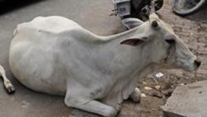 A group of locals stopped a pick-up truck for allegedly transporting two cows on Monday night and caught the driver and helper after a chase in Sohna, the police said on Tuesday.(AP) A group of locals stopped a pick-up truck for allegedly transporting two cows on Monday night and caught the driver and helper after a chase in Sohna, the police said on Tuesday.(AP)