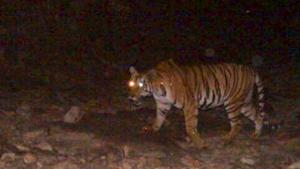 A team of six guides, a livestock development officer (LDO) – authorised veterinarian, and the driver tried to rescue the tigress using a net(HT Photo) A team of six guides, a livestock development officer (LDO) – authorised veterinarian, and the driver tried to rescue the tigress using a net(HT Photo)